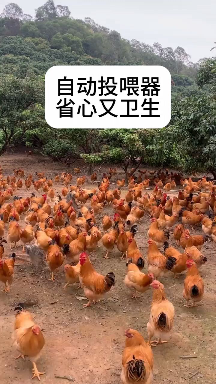 养鸡自动投喂器,劳动人民厉害