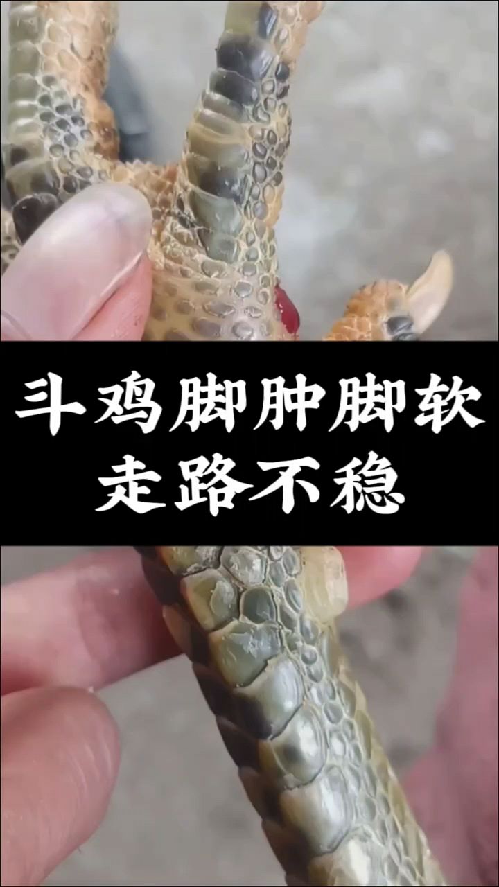 斗鸡腿瘸瘫痪怎么办