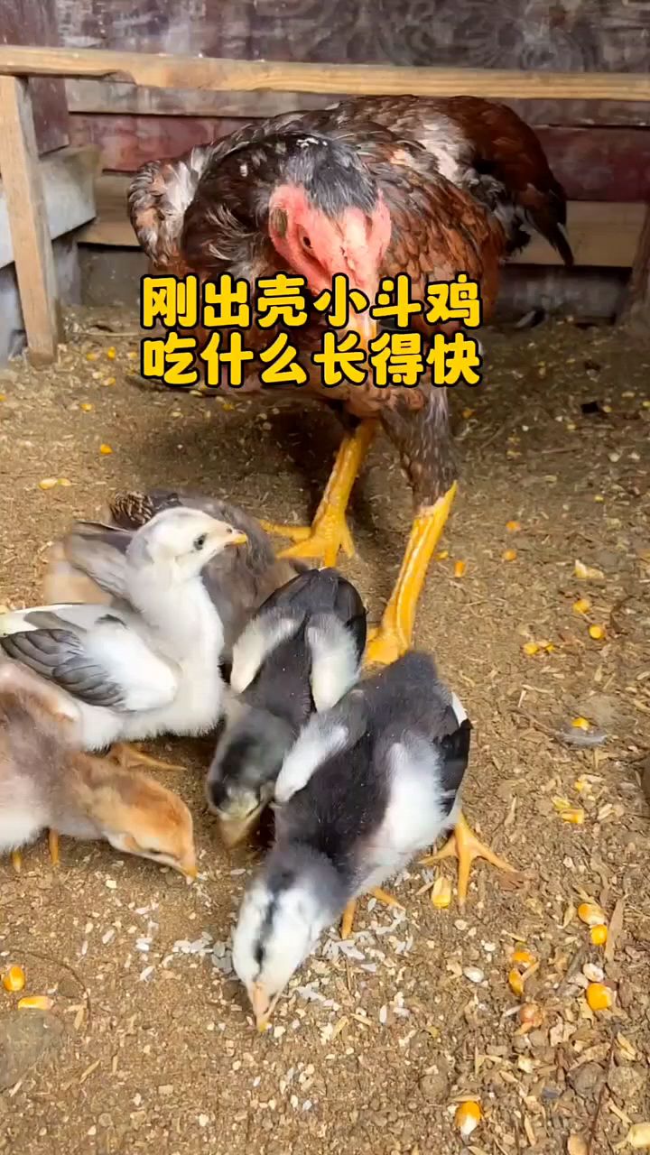 出壳小鸡怎么喂长得快