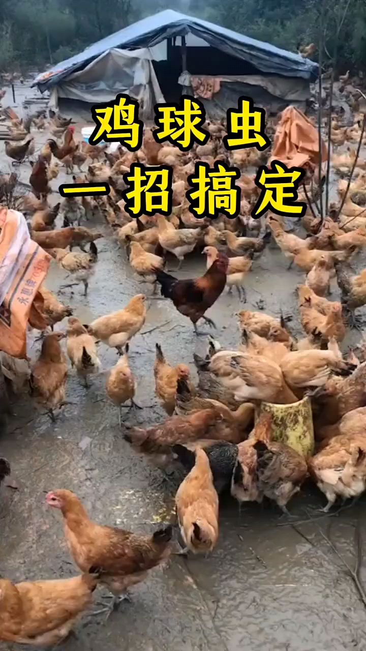 鸡球虫怎么办啊教你一招