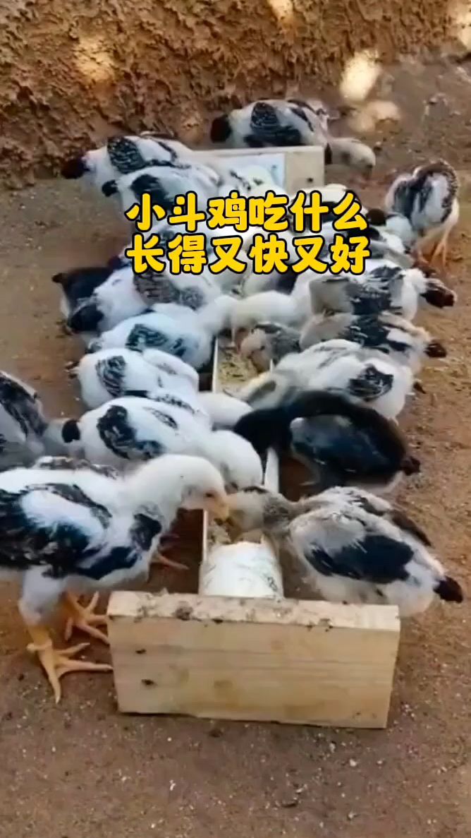 小鸡吃什么长得快