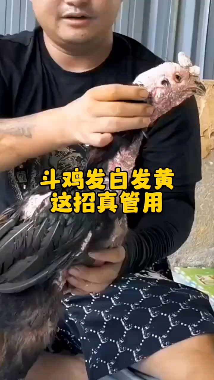 斗鸡发白发黄怎么办怎么办