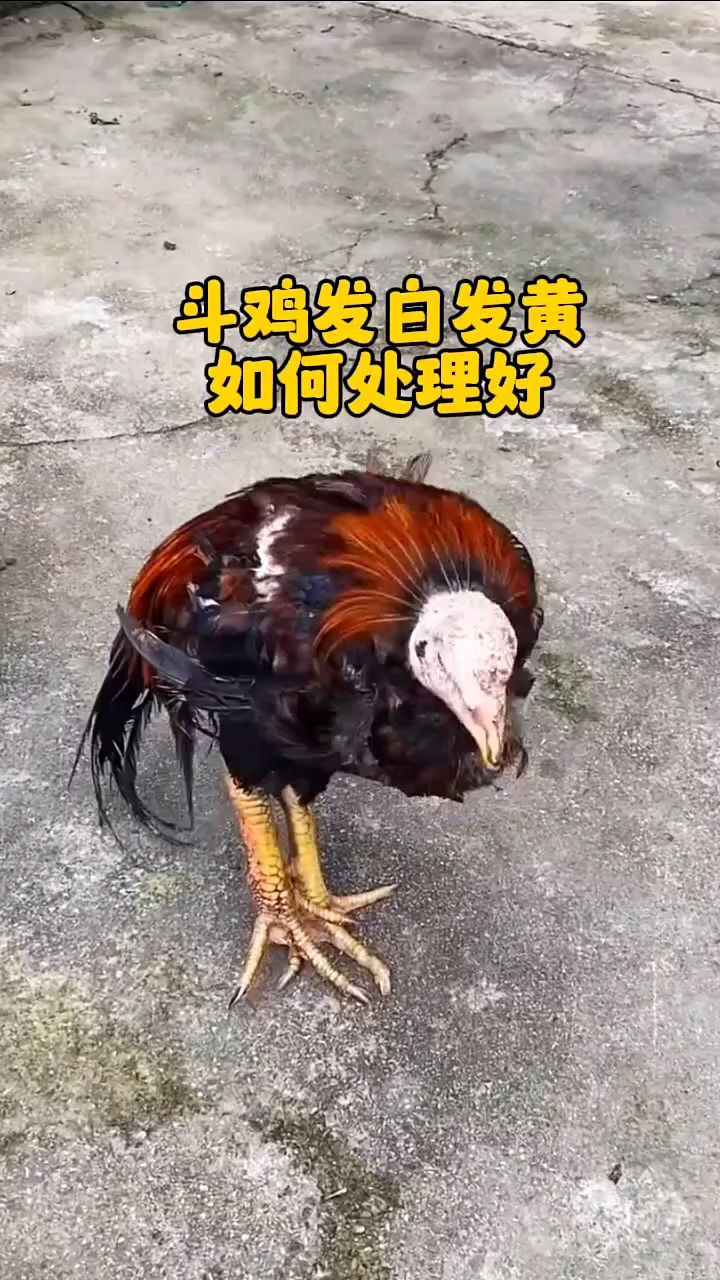 斗鸡发白发黄怎么处理