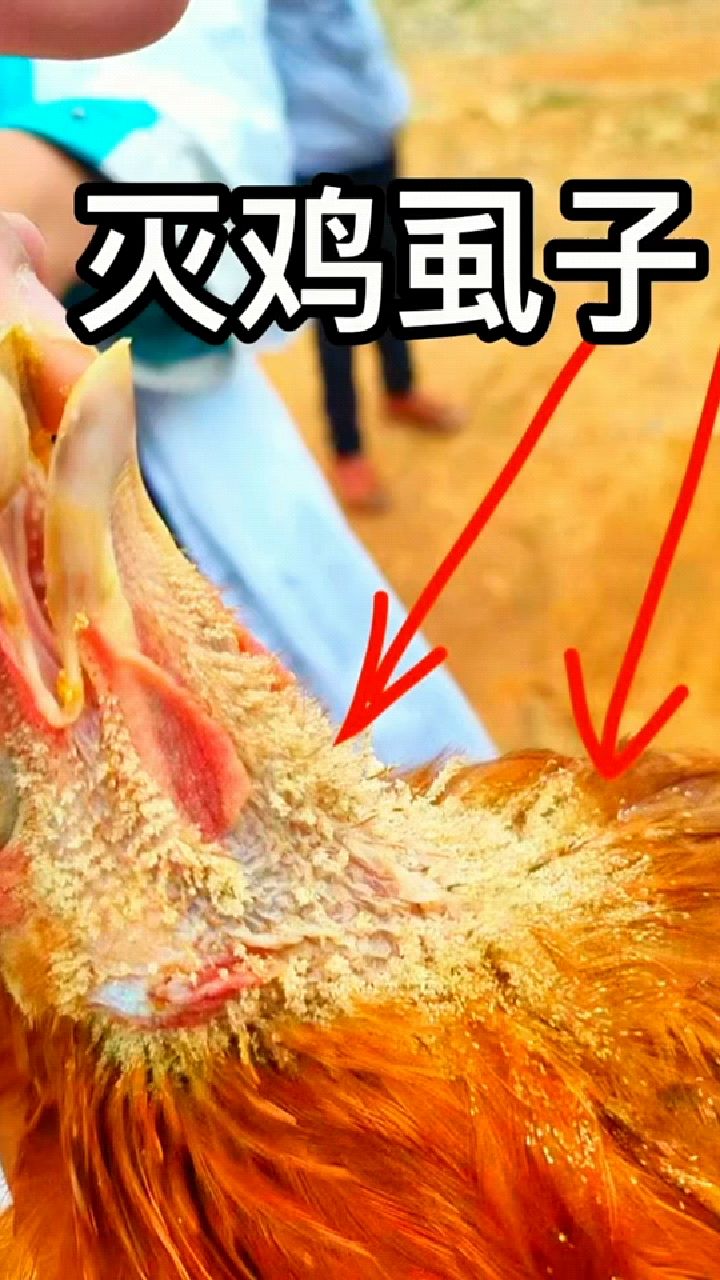 看看这就是鸡虱子啊