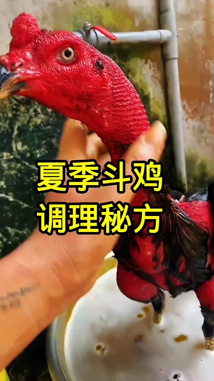 斗鸡夏季调理秘方