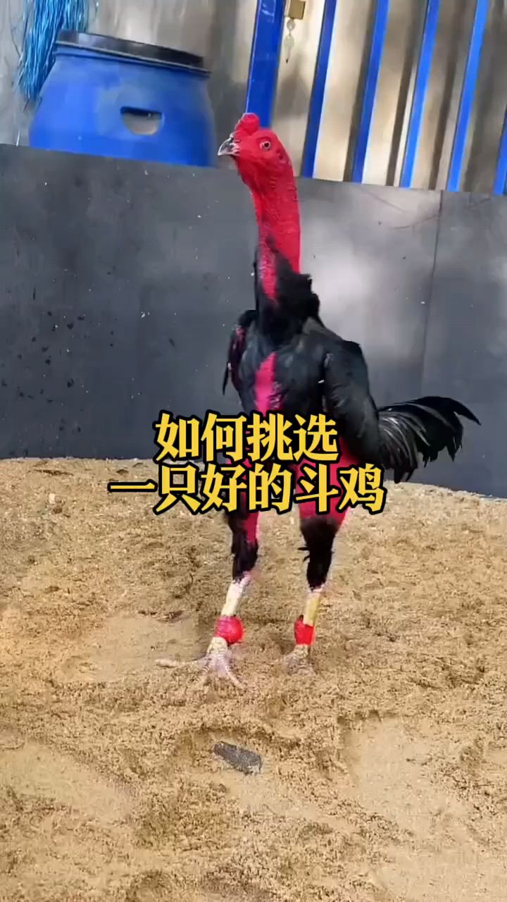 如何挑选一只好斗鸡