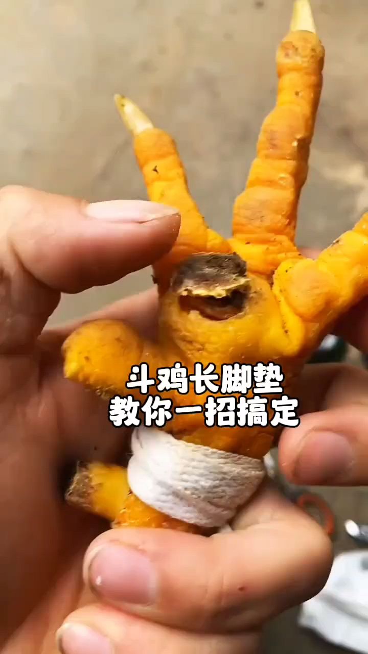 斗鸡脚掌有脚垫怎么办