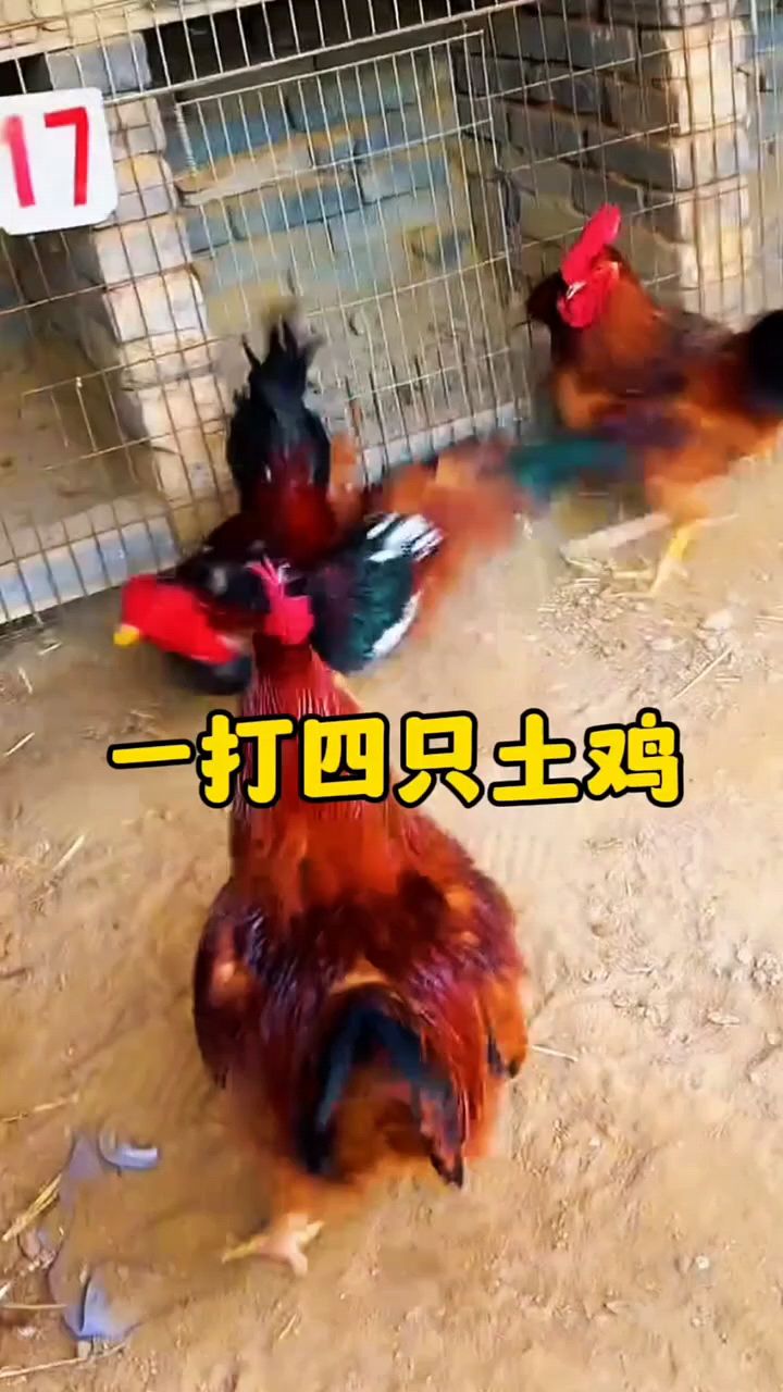 斗鸡一只打四只土鸡