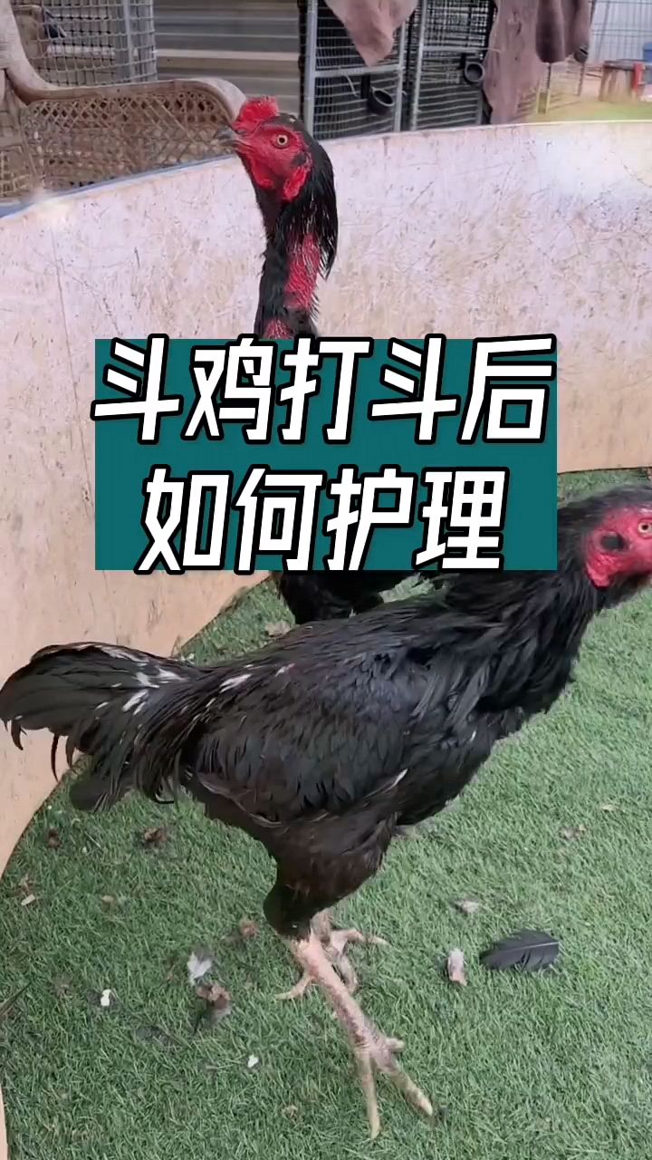 斗鸡赛后护理怎么做