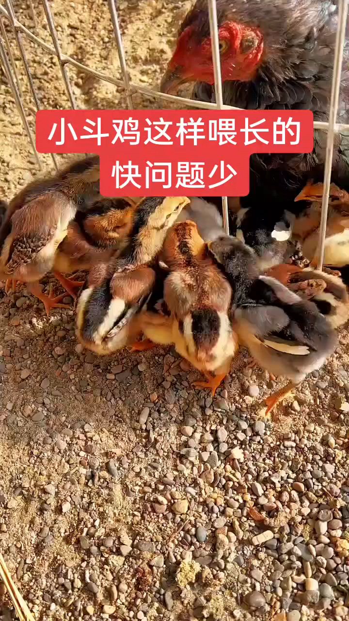斗鸡这样喂长得好,成活率高