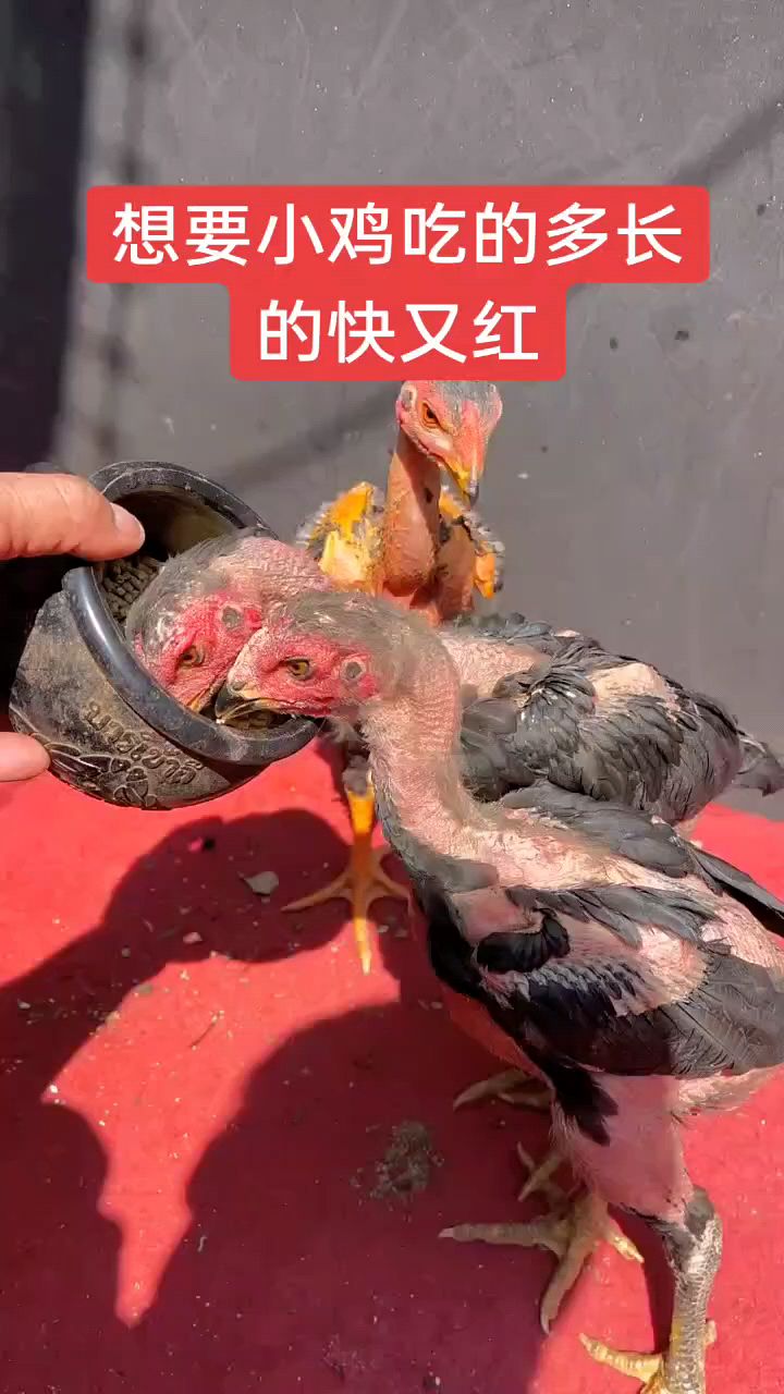 小鸡这样喂长得快又旺