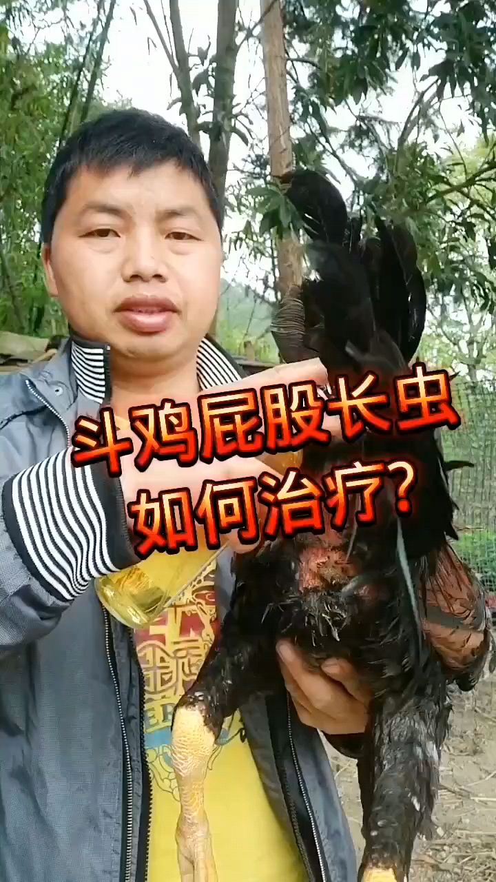 看看都是鸡虱子,太多怎么办