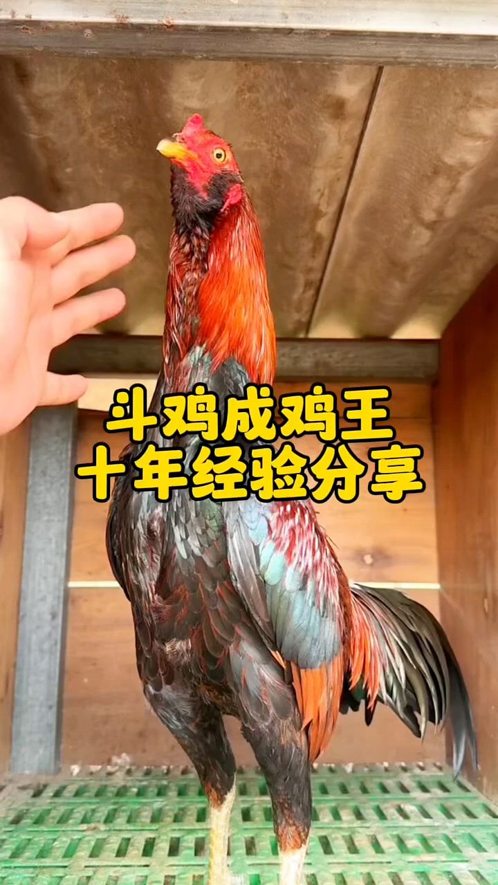 斗鸡养殖十年分享