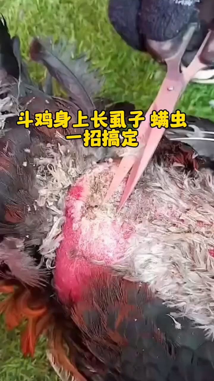 鸡身上虱子跳蚤怎么办