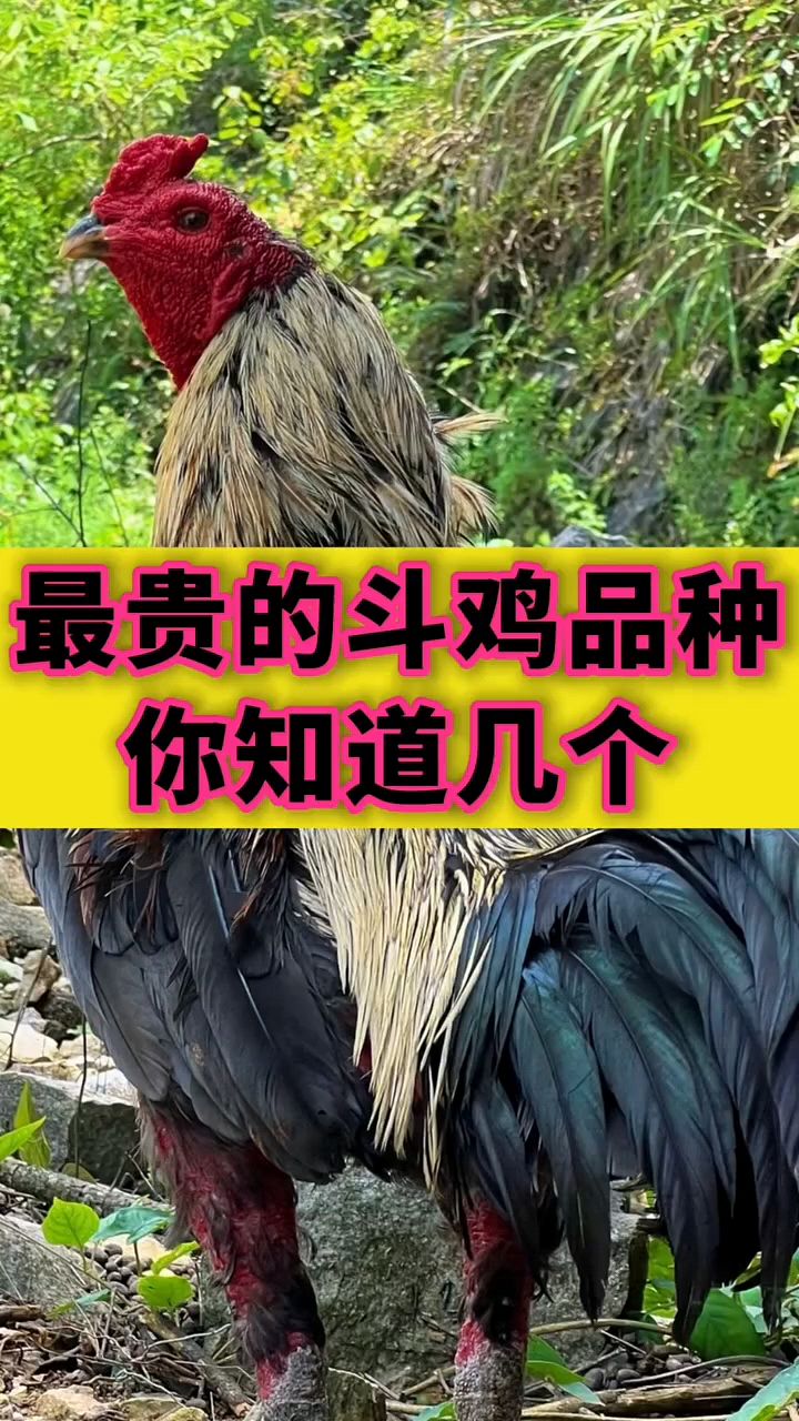 最贵的斗鸡品种你知道吗