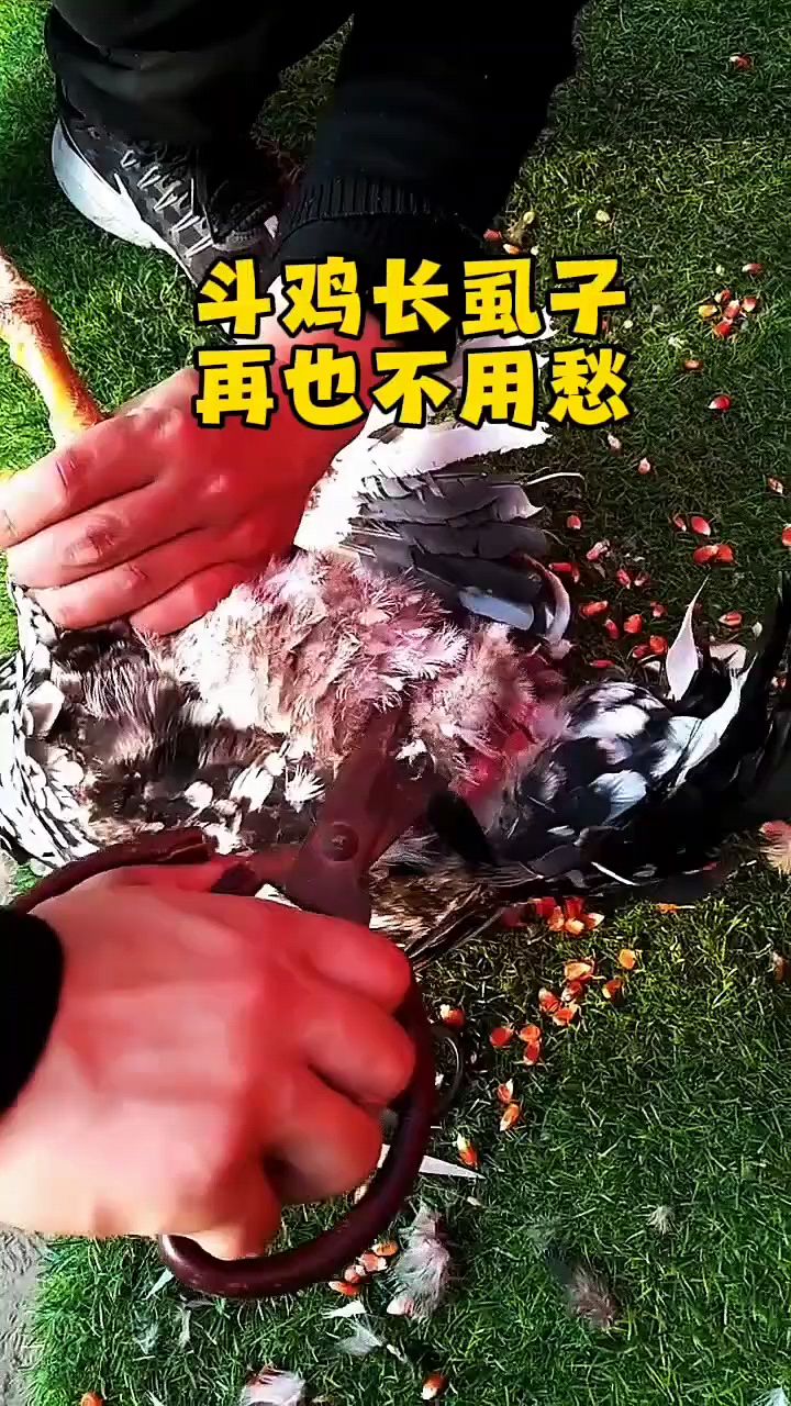 鸡虱子太多怎么办