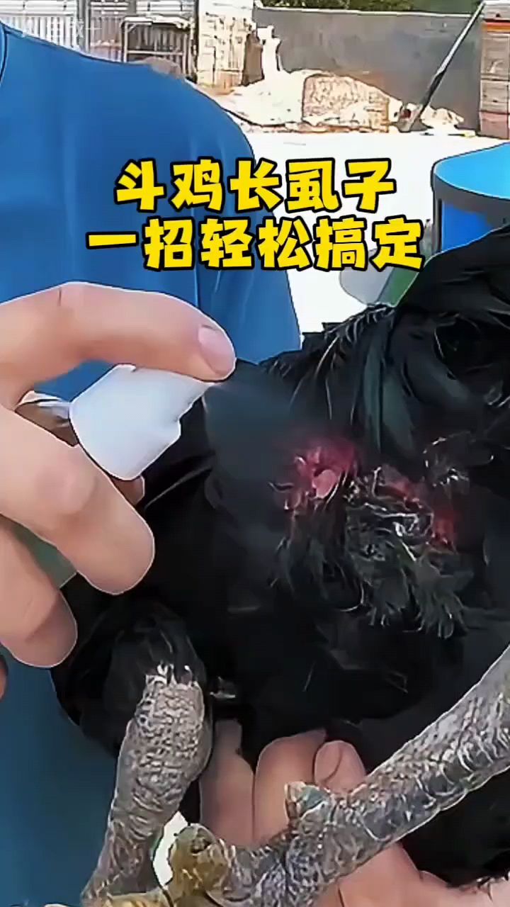 鸡虱子太多怎么办