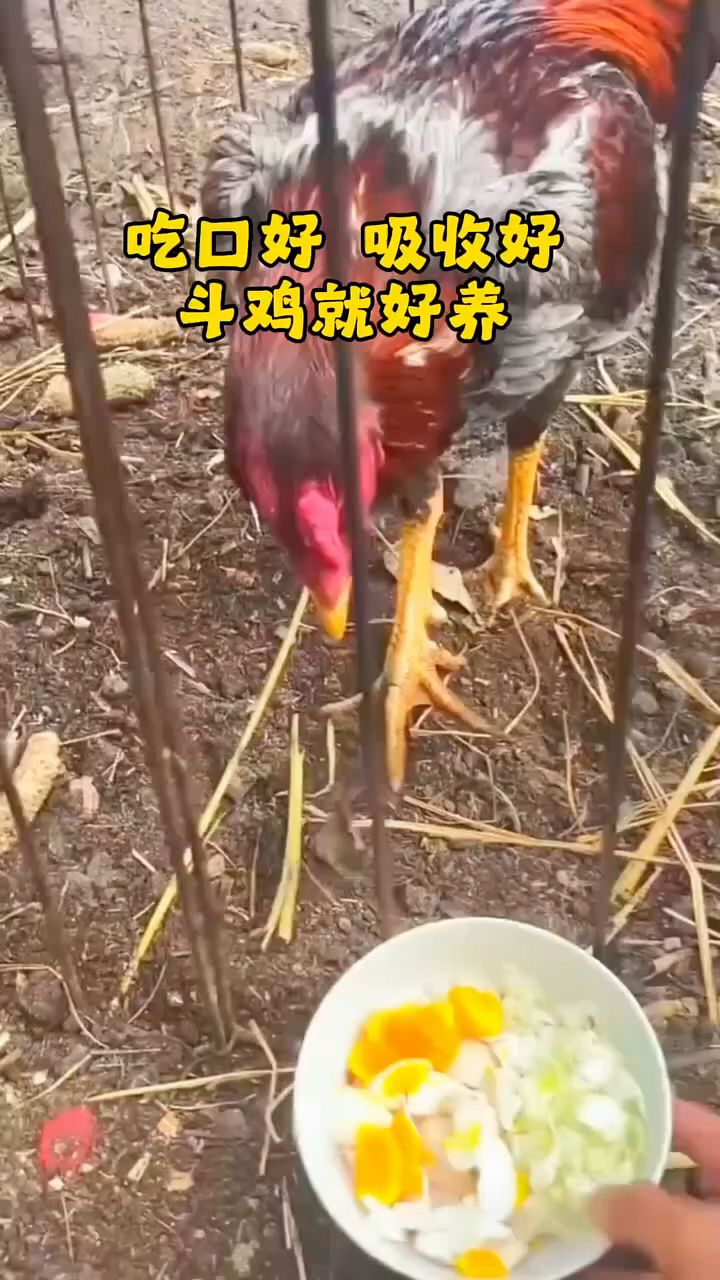 斗鸡吃口好吸收好