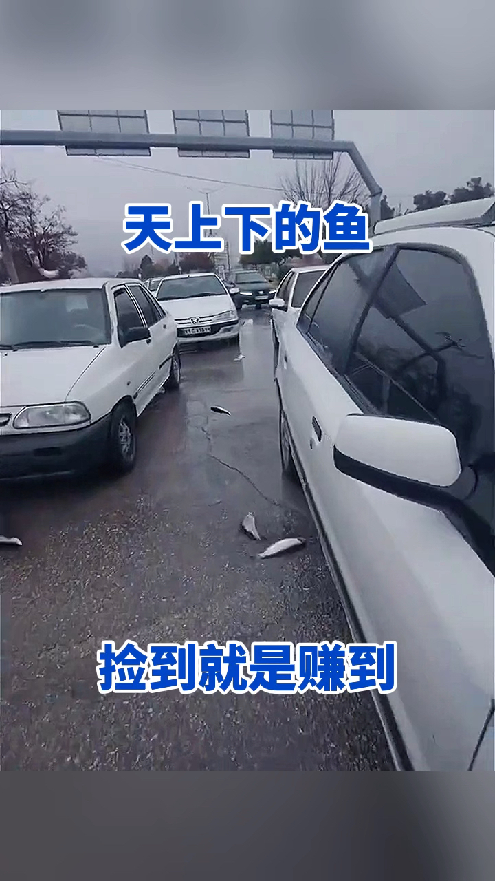 天上下的鱼捡到就是赚到!