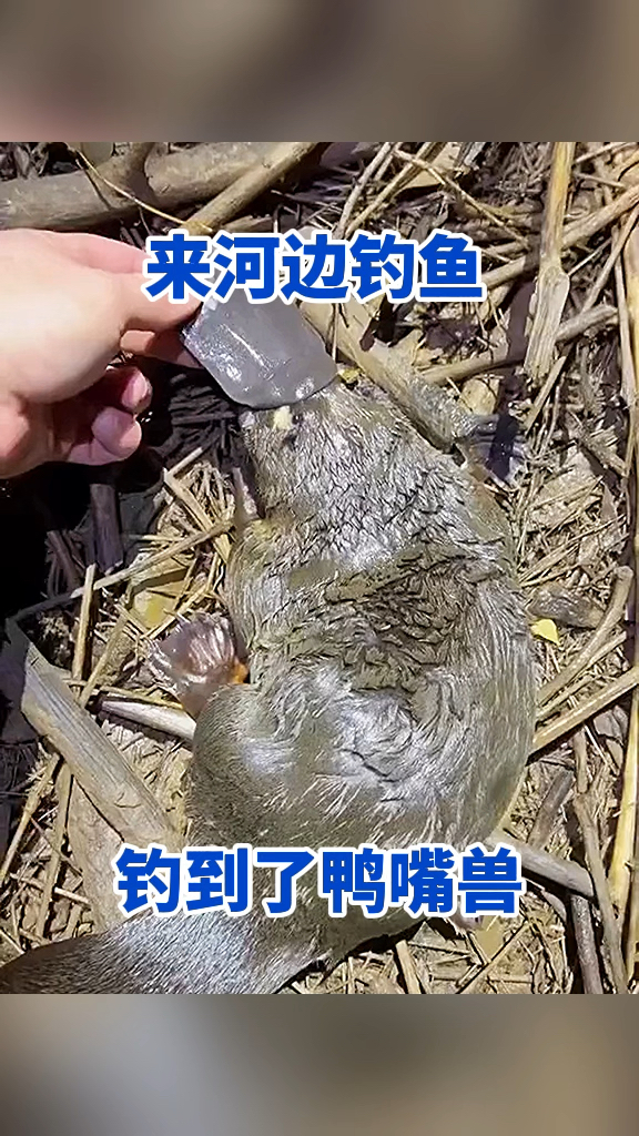 来河边钓鱼,钓到了鸭嘴兽!