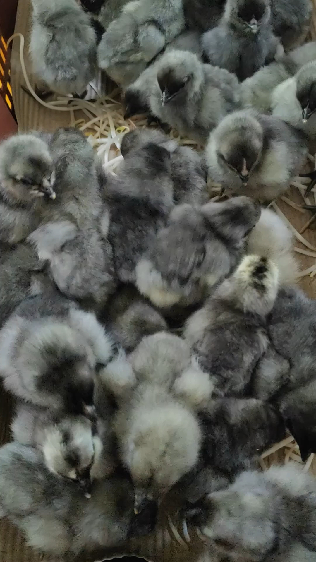 9月养鸡黄金档！瓦灰鸡出壳苗新鲜上线#瓦灰鸡苗 #人工孵化