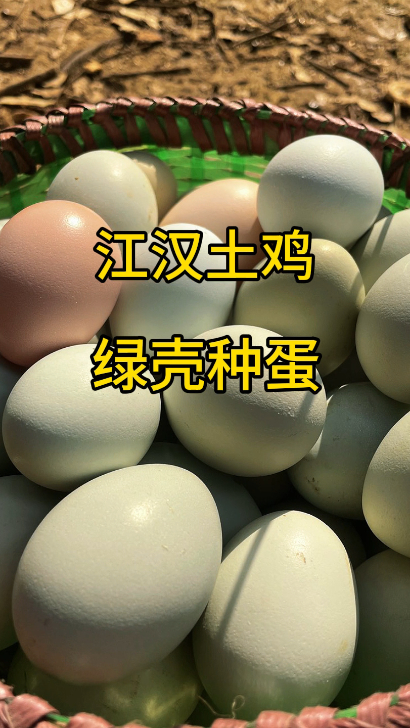 老品种更正宗,湖北自留土鸡品种江汉土鸡,小时候的味道