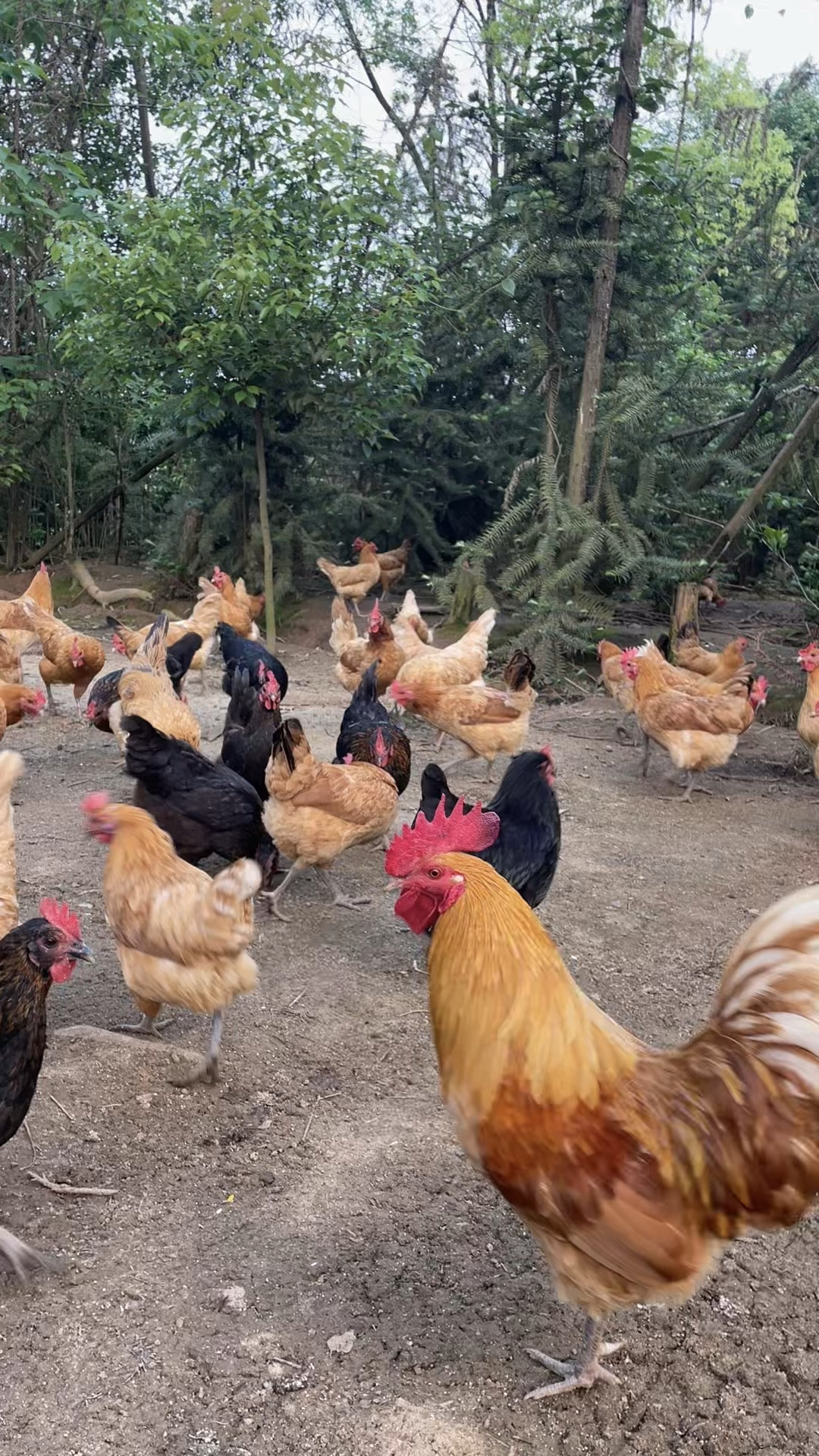 老品种更正宗。江汉土鸡才是真香！好养活还高产，炖汤鲜掉眉毛