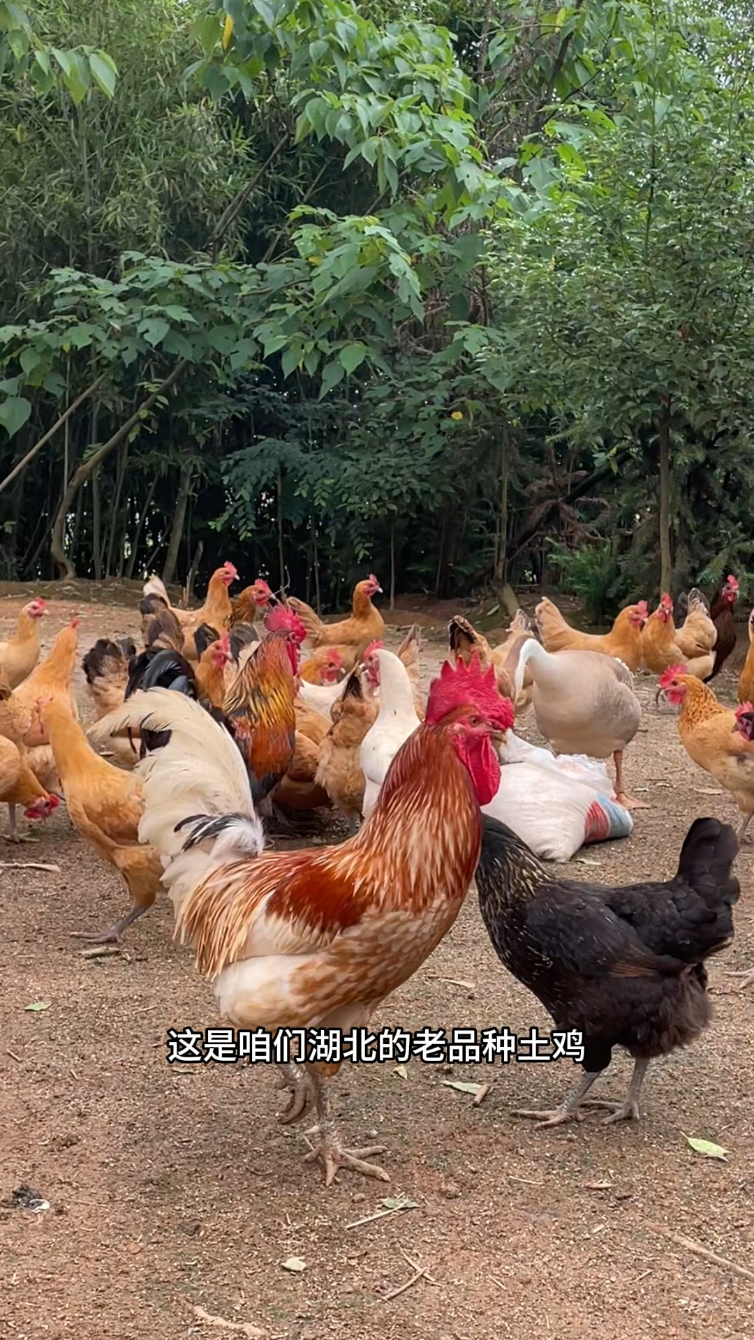 这么多人找的江汉绿壳土鸡,今天他来了#江汉土鸡 #老品种土鸡