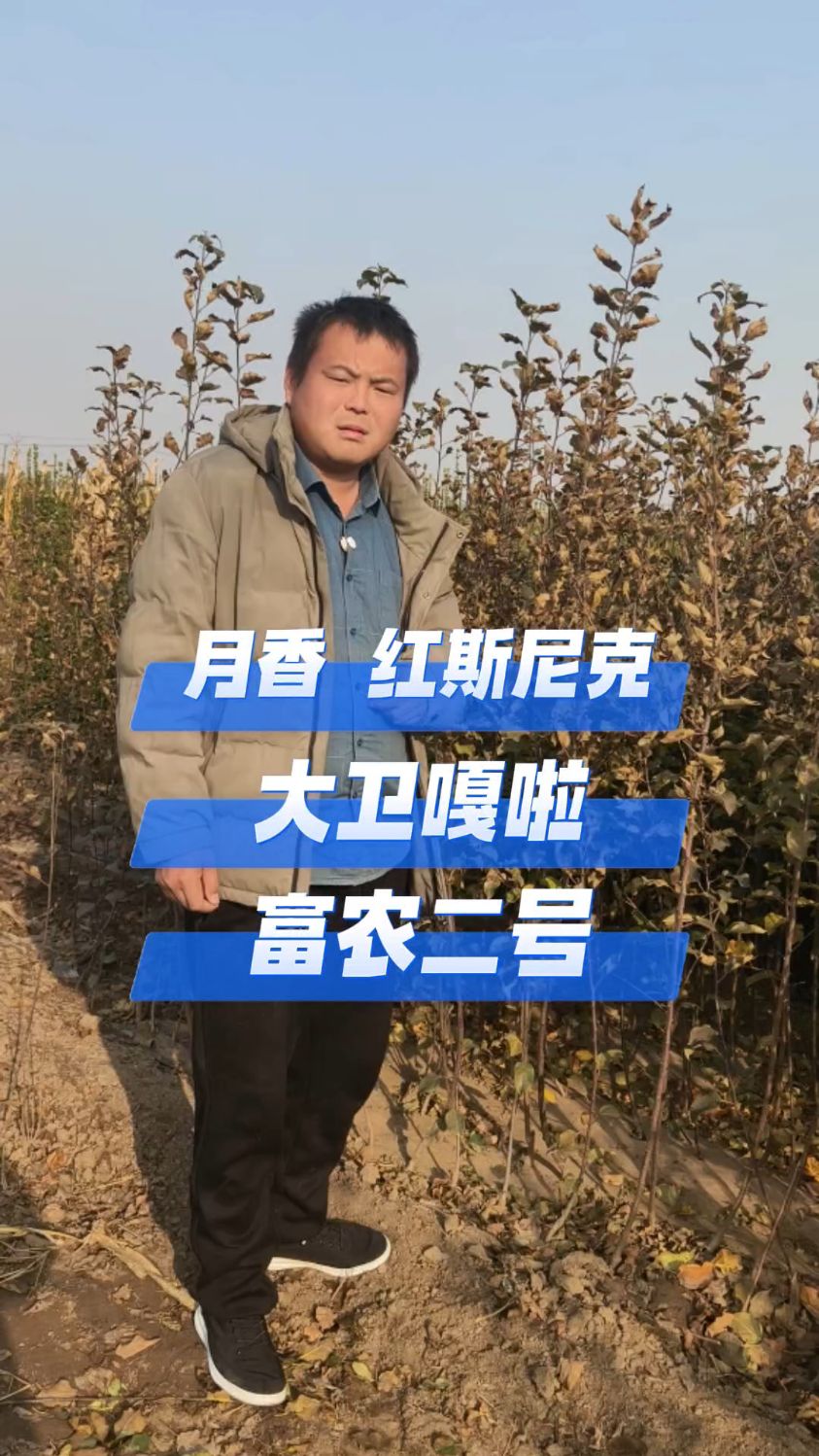 早熟苹果树苗品种基地，苹果树苗价格出来了