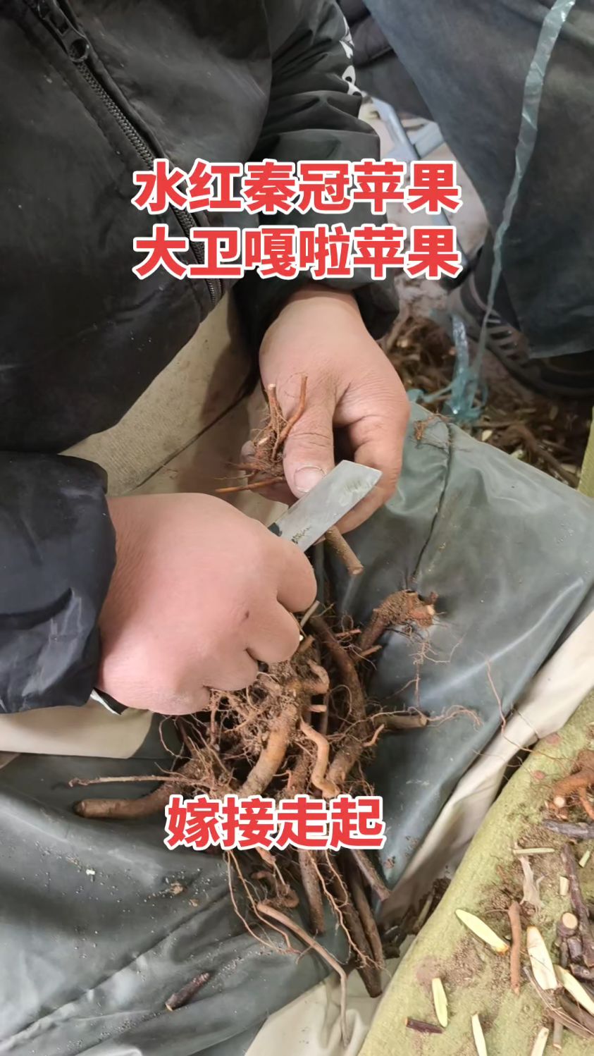 水红秦冠苹果树苗品种基地，嫁接继续走起