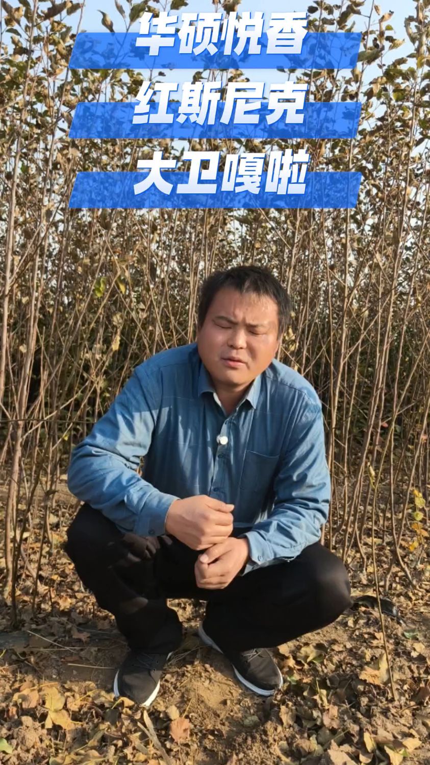 苹果树苗品种基地，看这个苗木品质如何