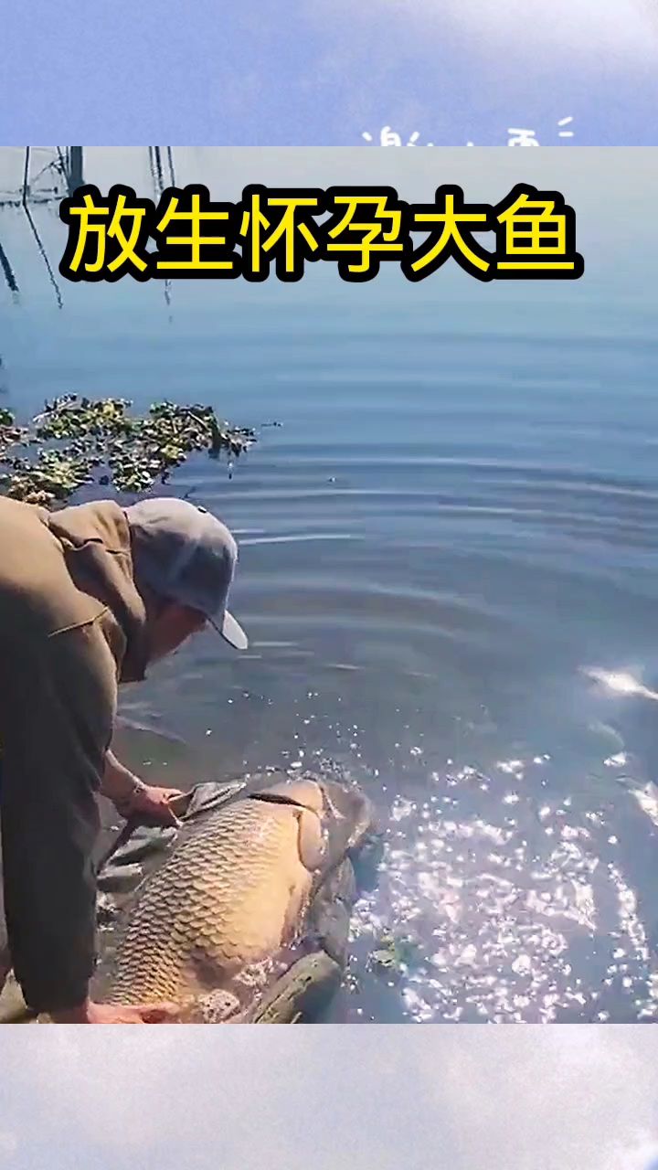 放生怀孕大鱼,真是有善心!