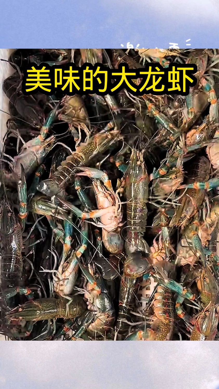 美味的大龙虾,太馋人了!