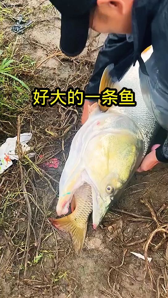 好大一条鱼,嘴里叼着小鱼!