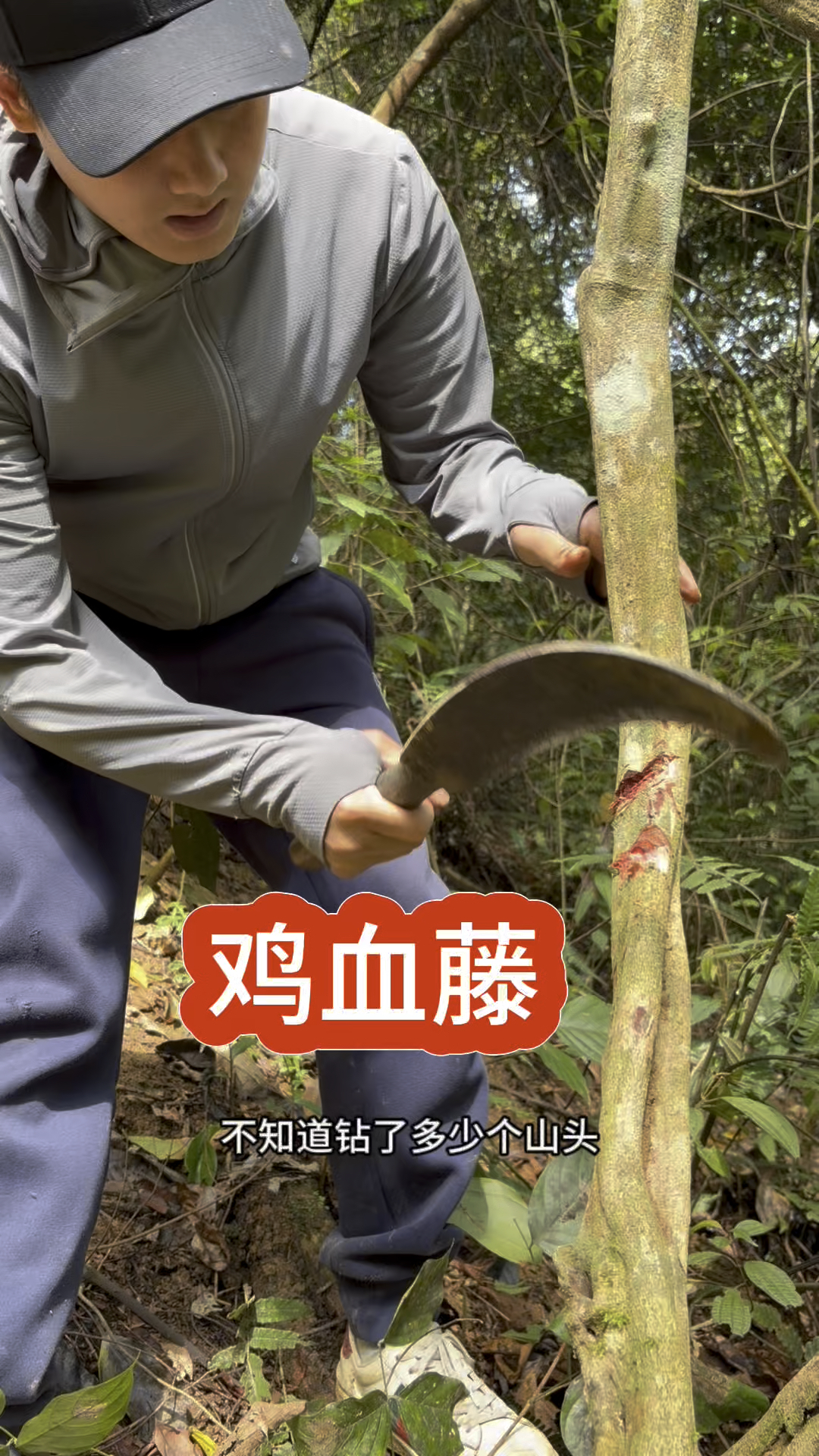 广西九万大山鸡血藤#大自然的馈赠 #随拍 #识百草 #本草纲目