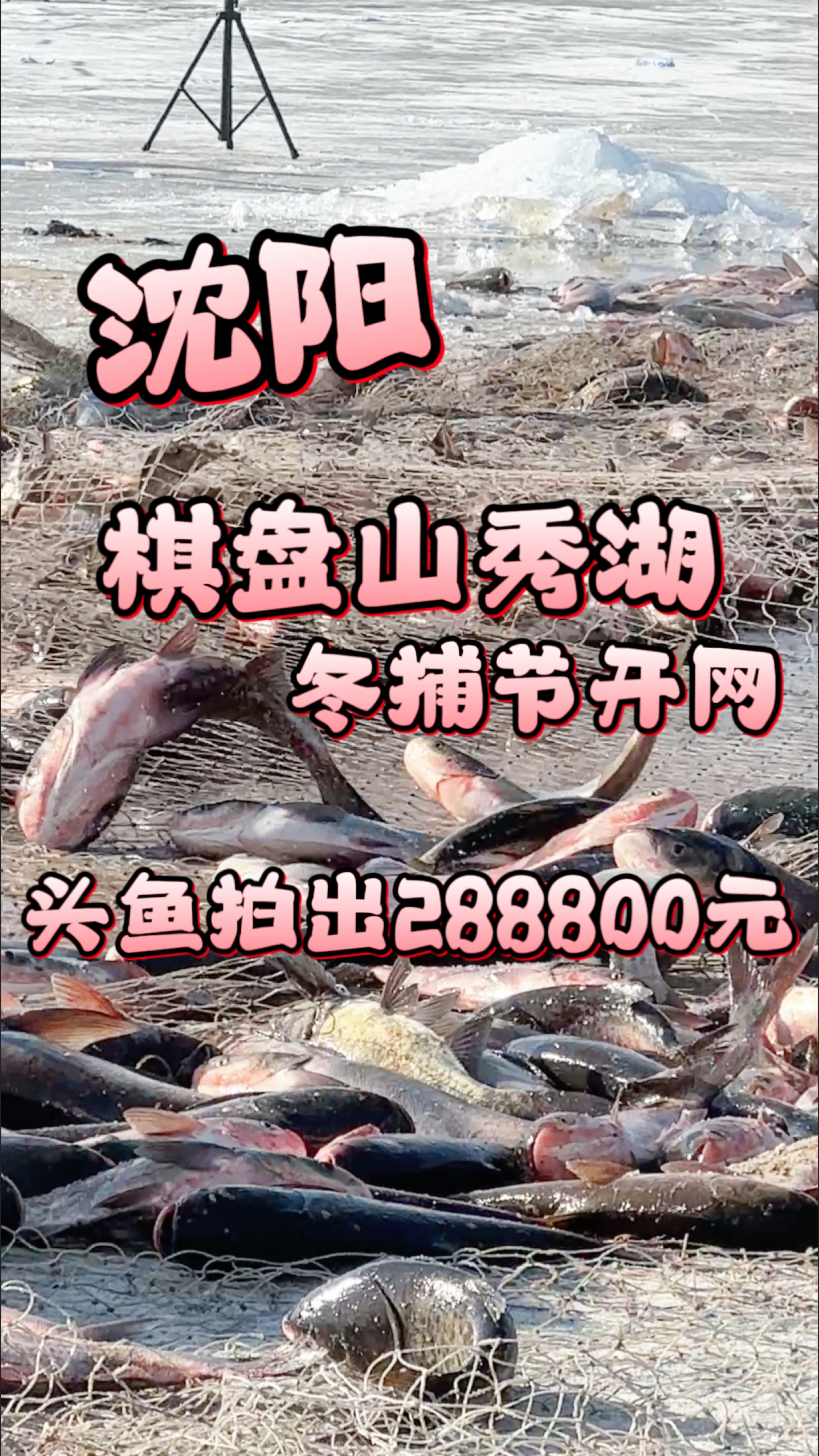 沈阳棋盘山秀湖五年来首次冬捕开网,头鱼拍出288888元高价