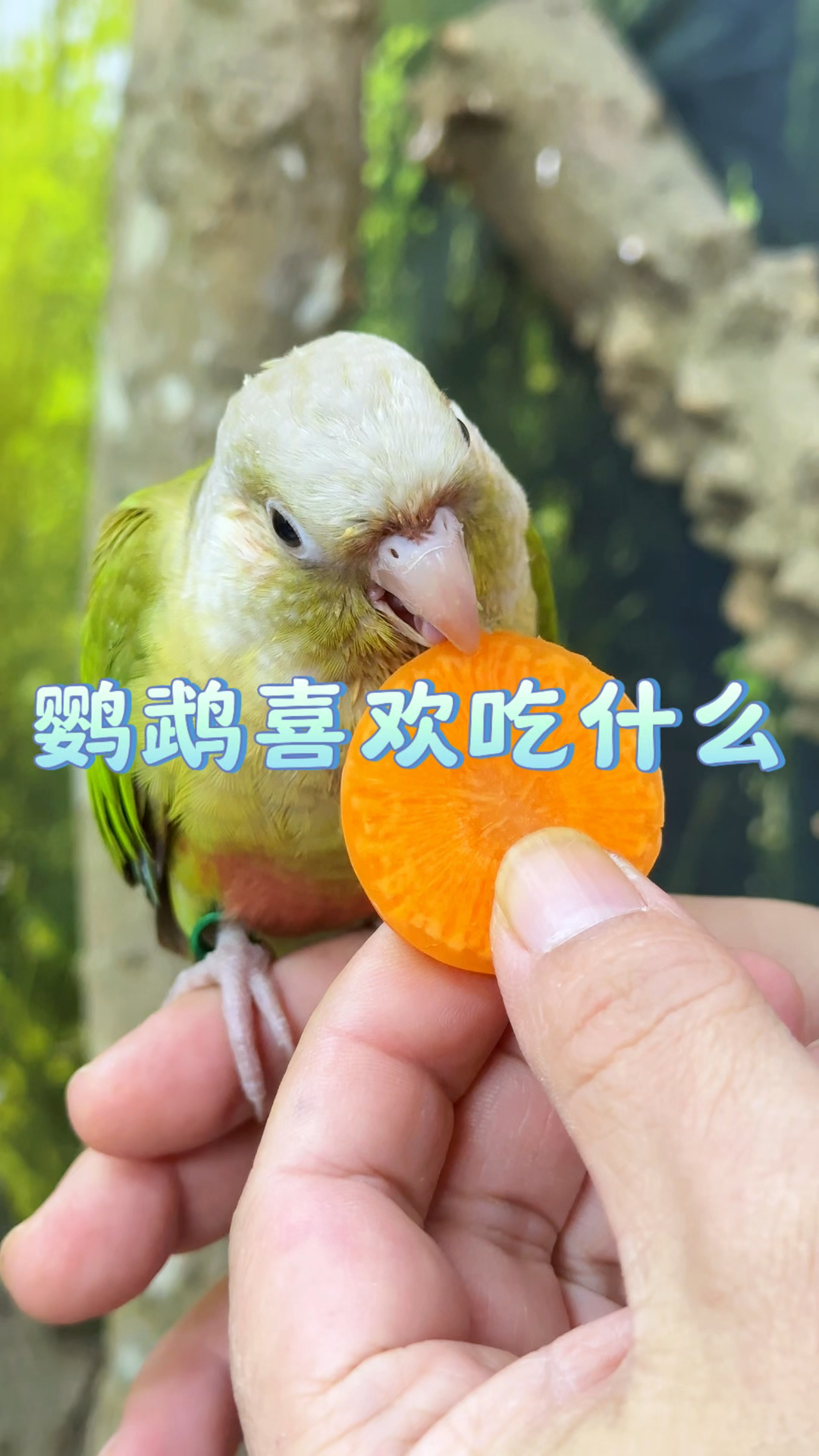 鹦鹉最喜欢什么蔬菜