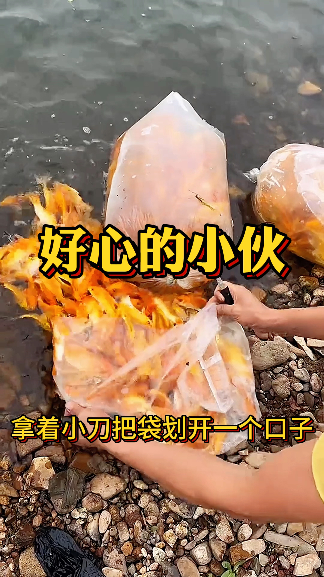 好心的小伙,放生小金鱼