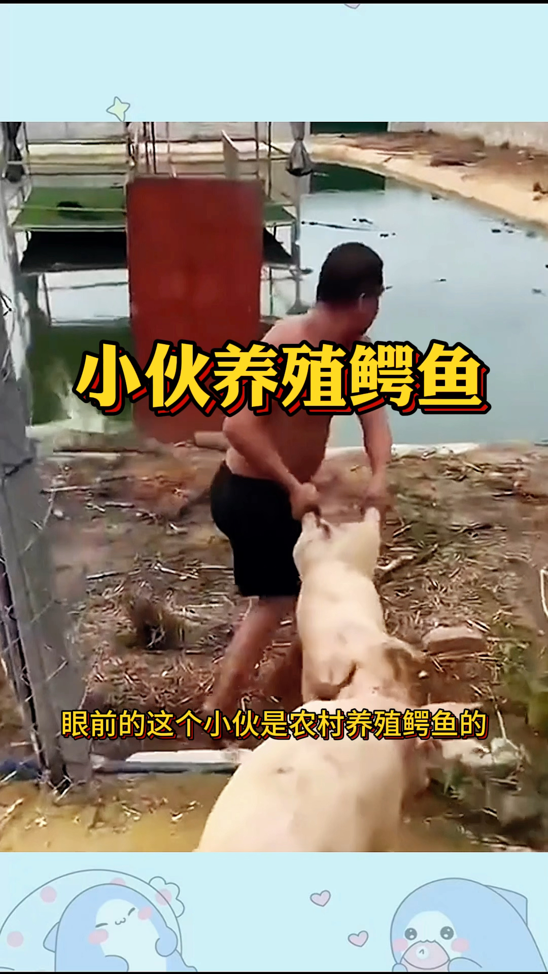 小伙养殖鳄鱼,居然拿整头猪来投喂鳄鱼