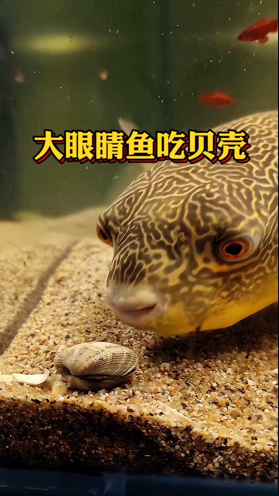 大眼睛鱼吃贝壳,很轻松的就把贝壳咬碎了
