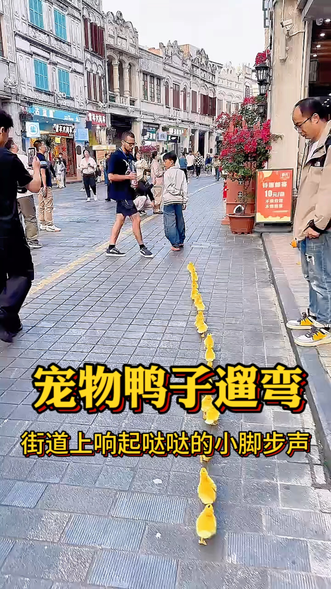 宠物鸭子遛弯，它们居然有顺序的向前方前进