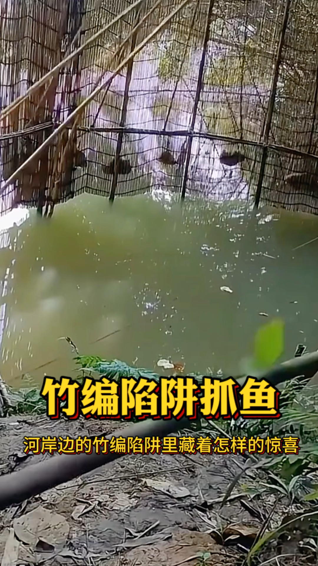 河边竹编陷阱抓鱼,收获满满