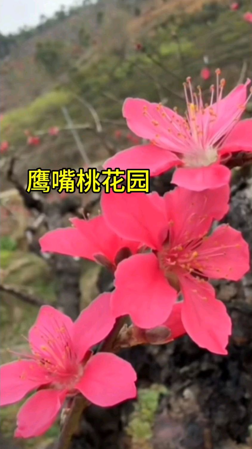 广州从化吕田鹰嘴桃花园实拍分享