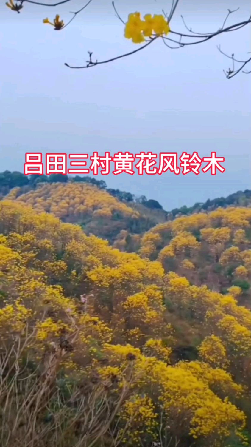 游览广州市从化区吕田镇三村观赏黄花风铃木盛开,实拍分享