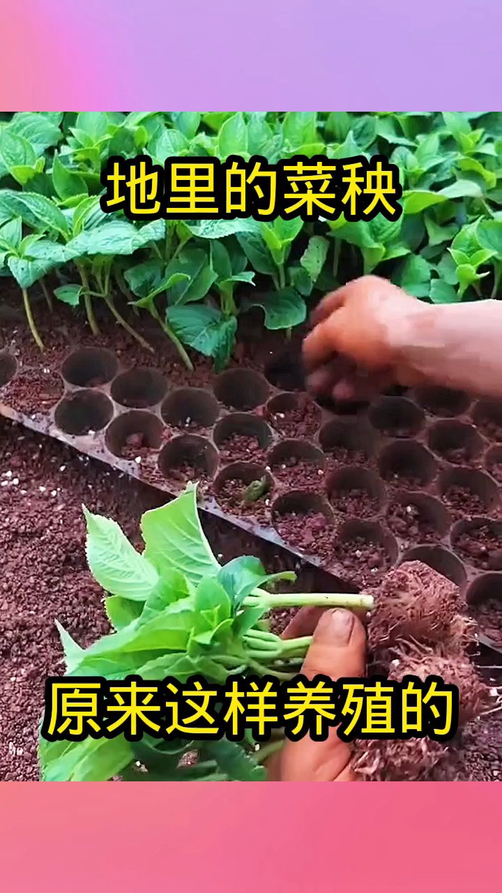 地里的菜秧,原来这样养殖的!