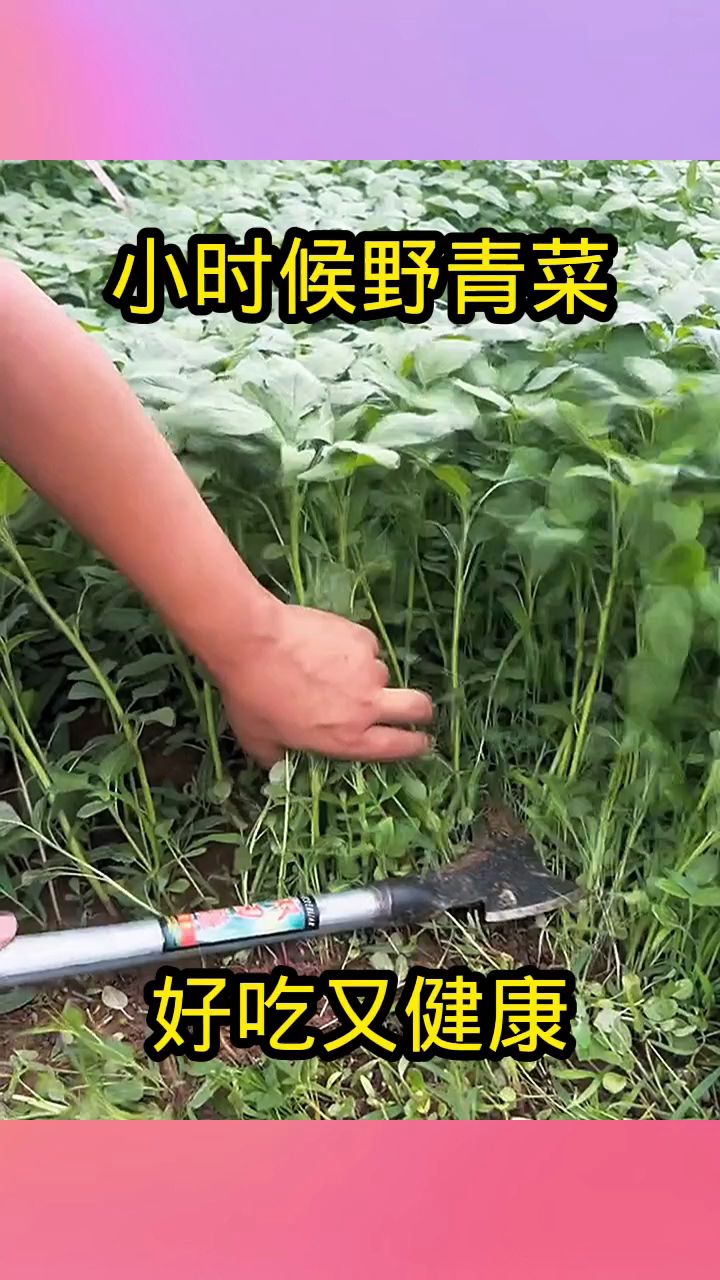 小时候野青菜,好吃又健康!