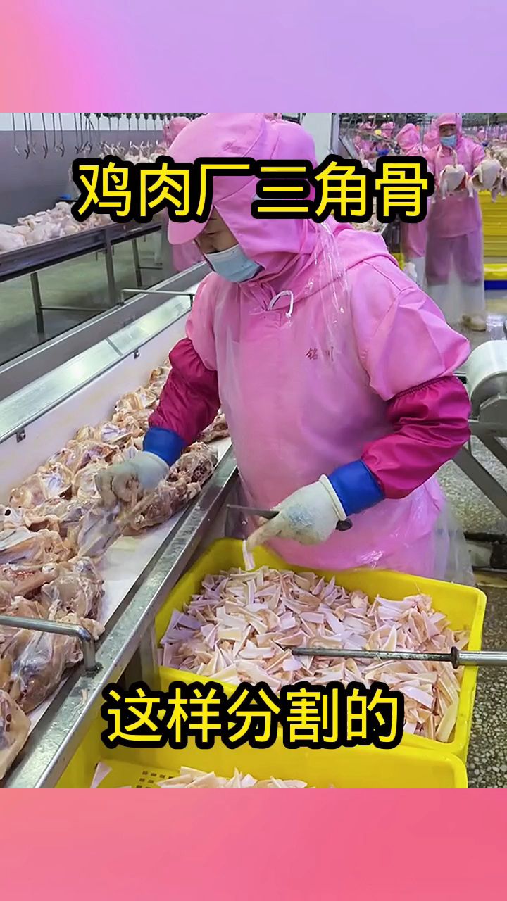 鸡肉厂三角骨,这样分割的!