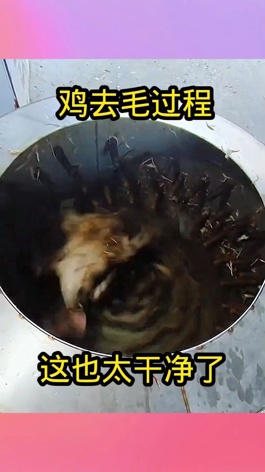 鸡去毛过程,这也太干净了!