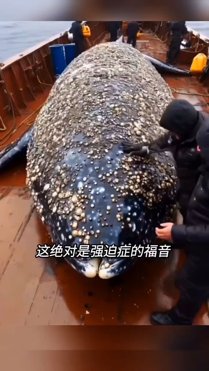 鲸鱼身上出现大量藤壶