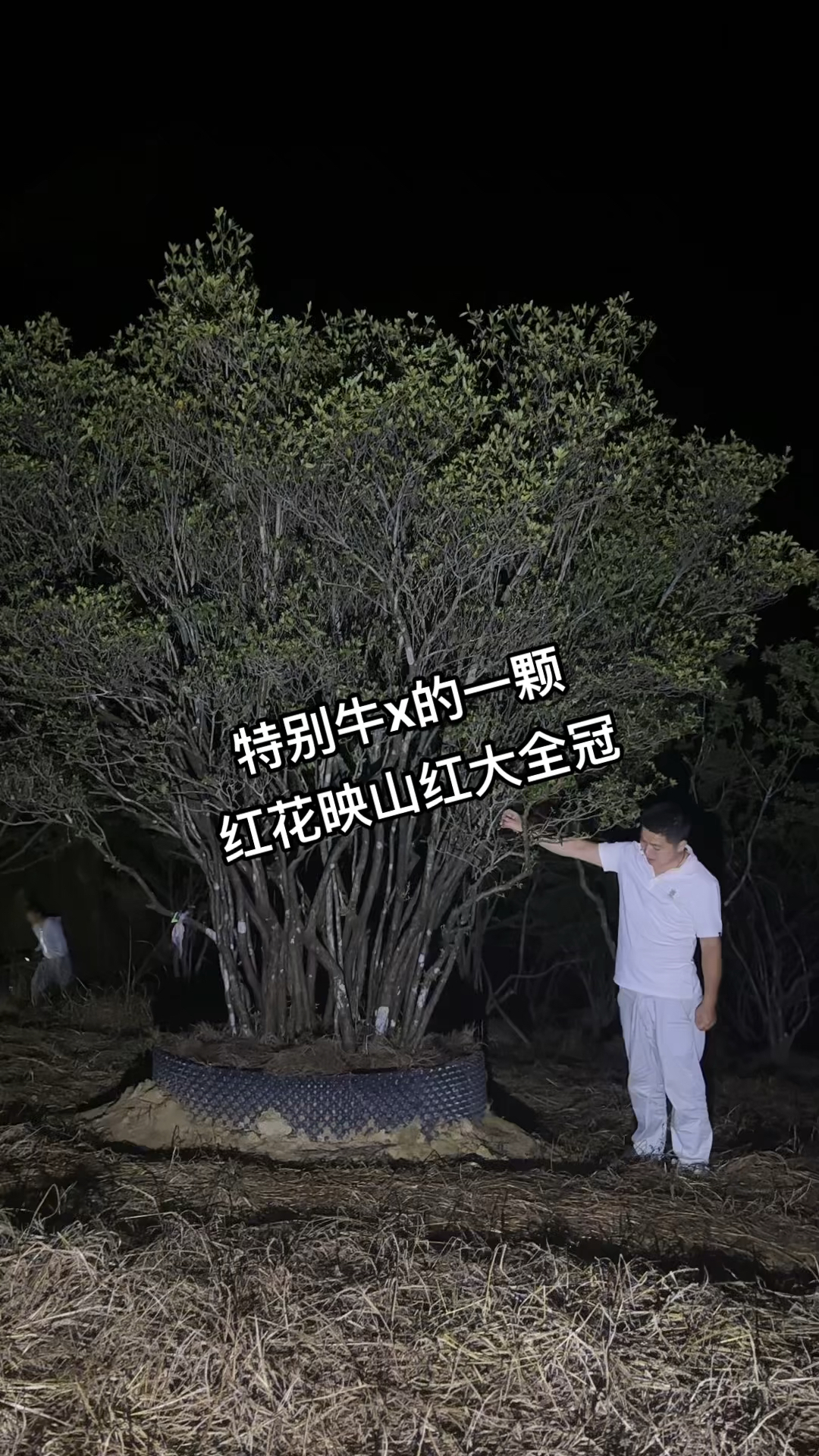 鸡血红映山红全冠